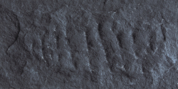 Гибкая керамика Phomi Devine Mushroom Stone